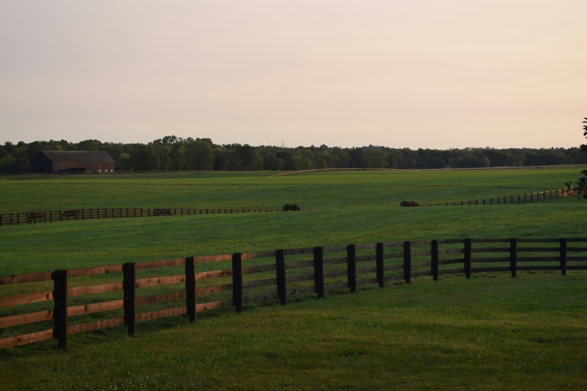 Horses Grazing by the Homestead