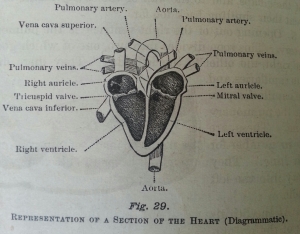 Textbook illustration of the areas that make up the heart