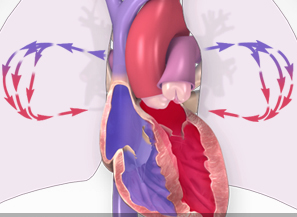 Illustration of heart valves