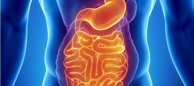 gut and intestines illustration 