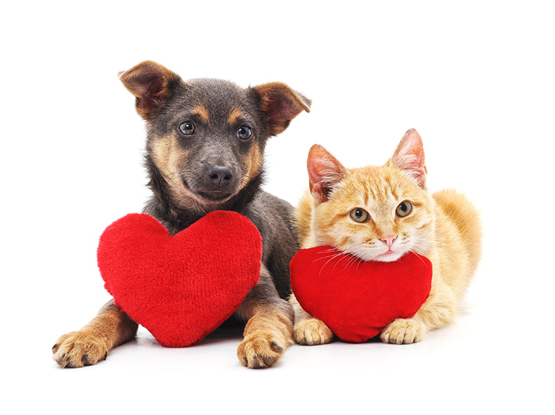Owning a Pet Can Change Your Life | American Heart Association