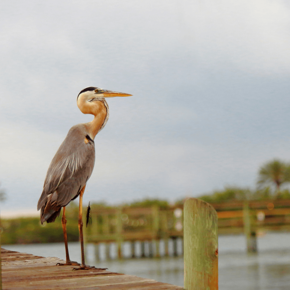 Brevard Heron