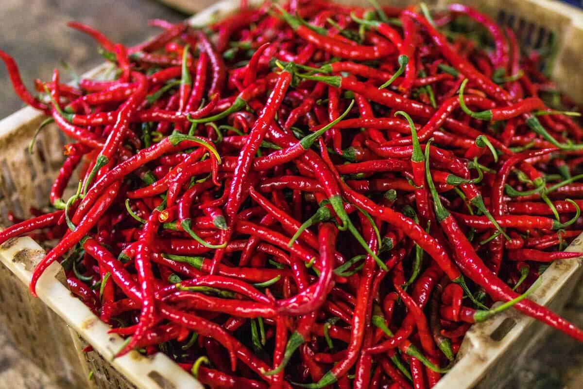 fresh chili peppers in a box