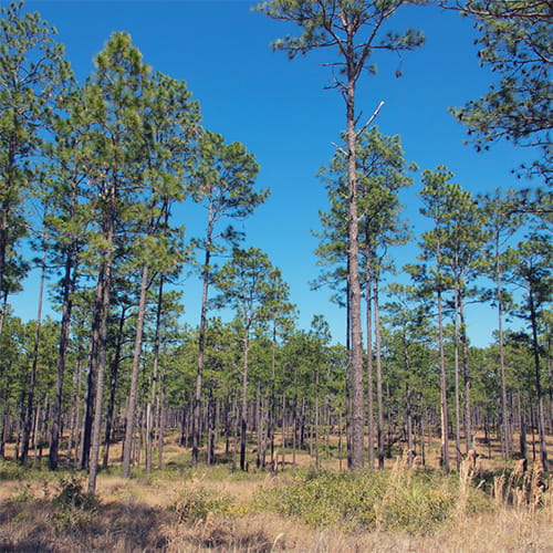 Ocala National Forest