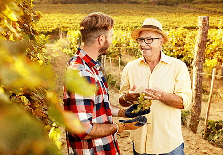 two men harvesting grapes in Napa Valley