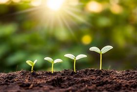 close up of four seedling sprouts growing in ascending size from smallest to largest