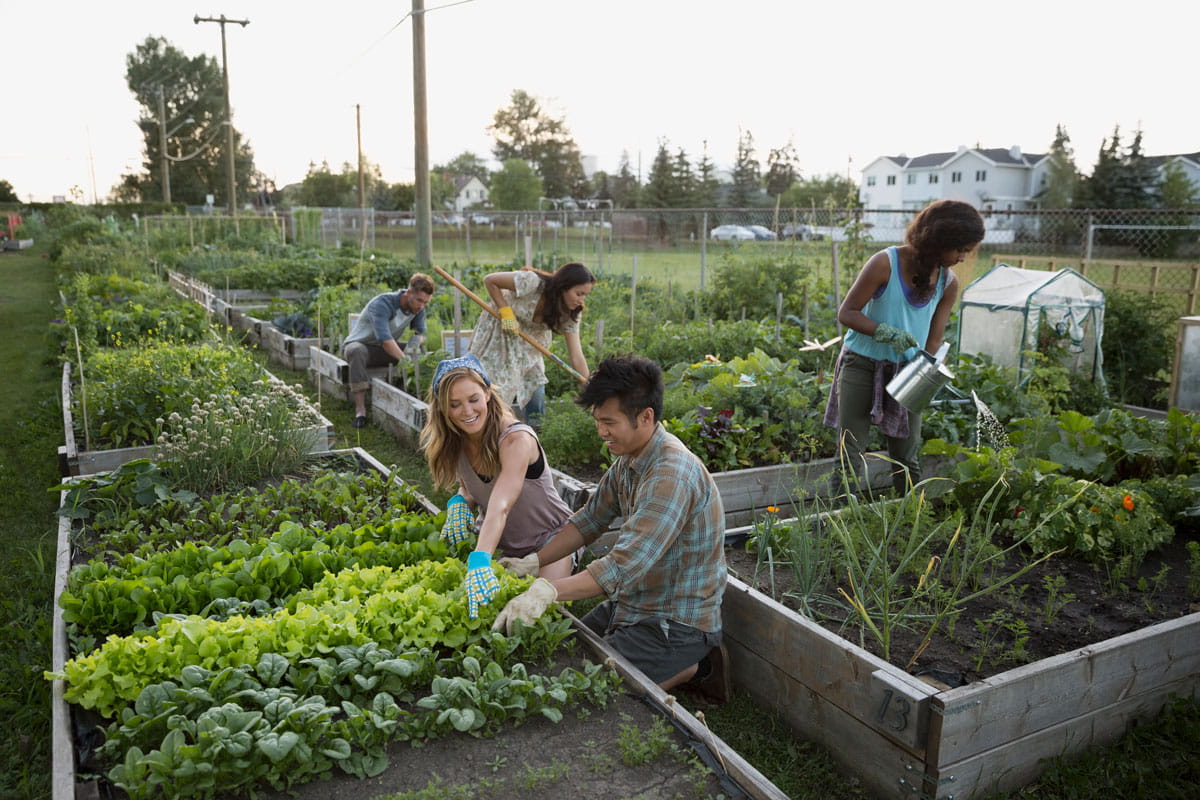 Diverse group of adults gardening