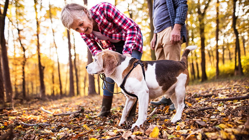 senior couple dog walking in autumn