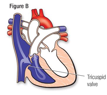 How the Healthy Heart Works