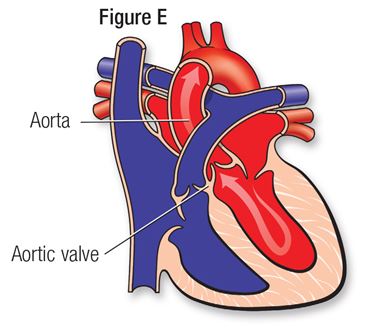 healthy human heart diagram