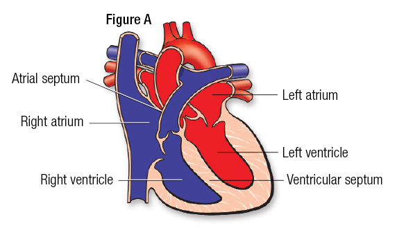 How the Healthy Heart Works