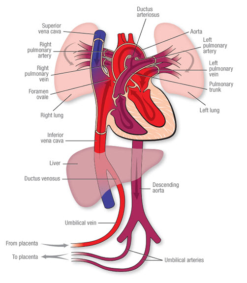 Best Sleeping Positions for Circulation - Texas Vein & Wellness Institute