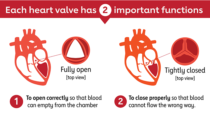 Heart Valves and Circulation | American Heart Association