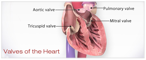 pulmonary valve