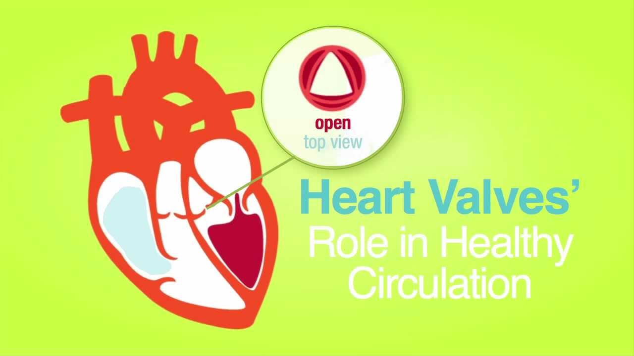 4 Heart Valves: What They Are and How They Work