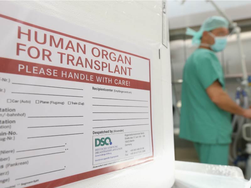 Organ transplant container