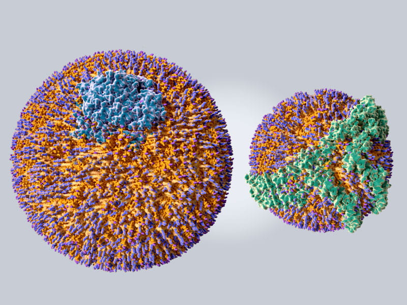 LDL (left) and HDL (right). The blue area on LDL particles is Apo B 100 protein; the green area on HDL particles is Apo A protein. (selvanegra/Getty Images)