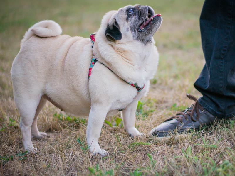 Overweight pug.