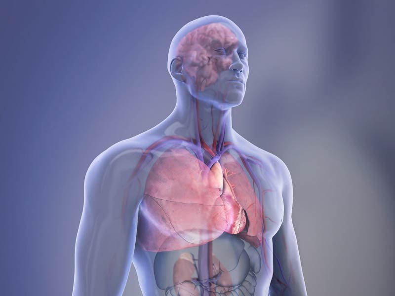 Illustration: Man's torso with highlighted organs.