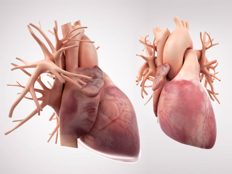 Stimulants: Damage to Heart and Lungs