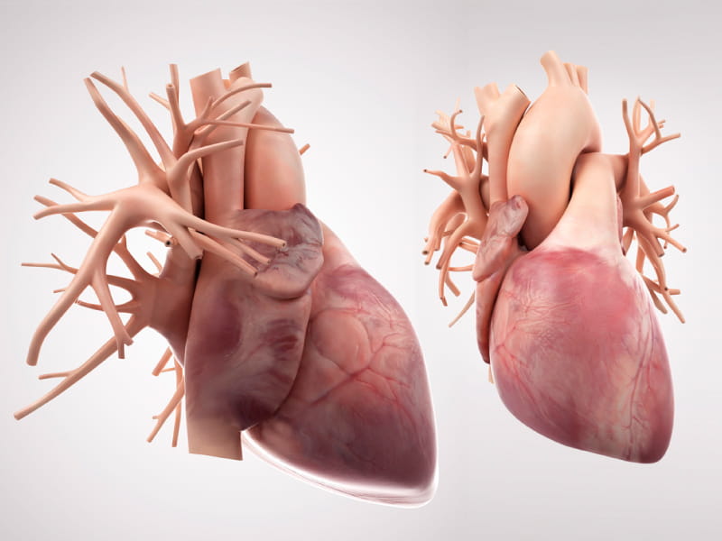 4 parts of the body impacted by high blood pressure - Vital Record