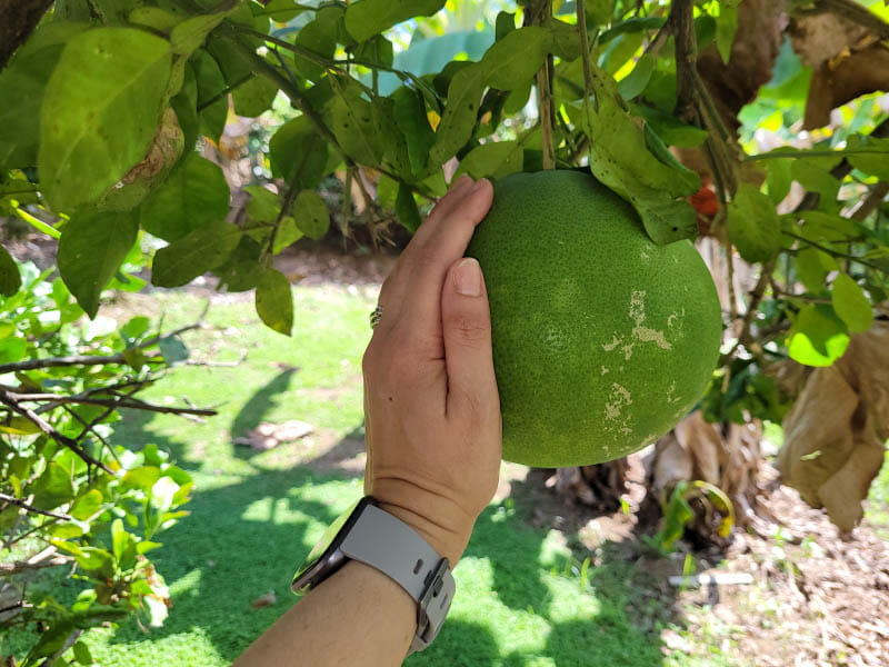 Josiemer Mattei's family grows their own panapén, also known as breadfruit, in Yauco, Puerto Rico. It's common in Puerto Rico for families to grow their own food, Mattei said. (Photo courtesy of Josiemer Mattei)