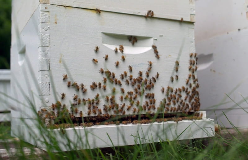 The Iowa Tribe of Kansas and Nebraska runs a bee farm as part of its regenerative agriculture practices put into place in recent years. (Photo by Mark Birnbaum Productions/American Heart Association)