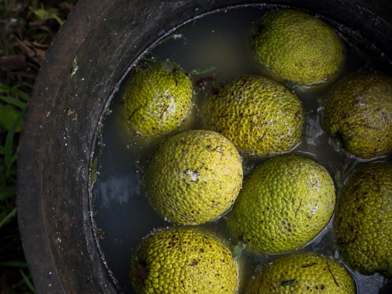 Breadfruit, also known by its Hawaiian name, 'ulu, is about the size of a small basketball and has numerous nutritional benefits. (Photo courtesy of Hawai'i 'Ulu Cooperative)
