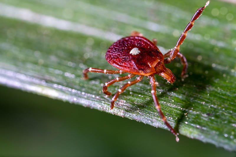 close up view of a Lone-star tick