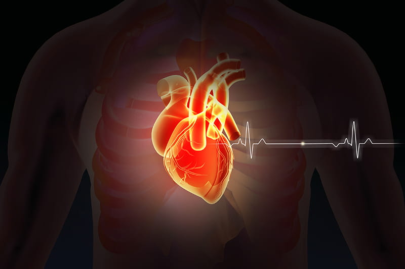 illustration of an anatomical heart with a heart rate graph overlaid on a human chest