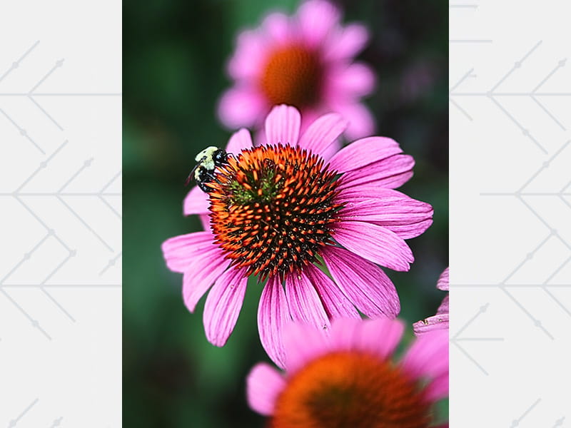 Dave Ogle’s photograph of a bee perched on a flower at the Lyndale Rose Garden in Minneapolis.