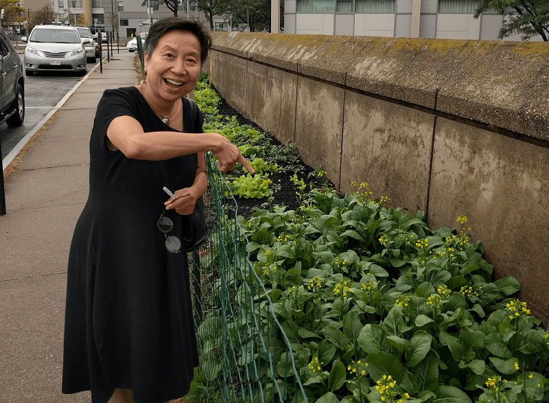 Anh Vu Sawyer at an urban garden planted at the Worcester Public Library in 2017. (Photo courtesy of Anh Vu Sawyer)