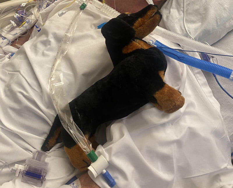 The stuffed dachshund,