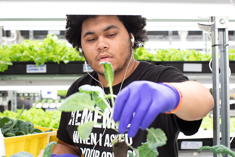 A student working in a Teens for Food Justice farm. (Photo courtesy of Teens for Food Justice)