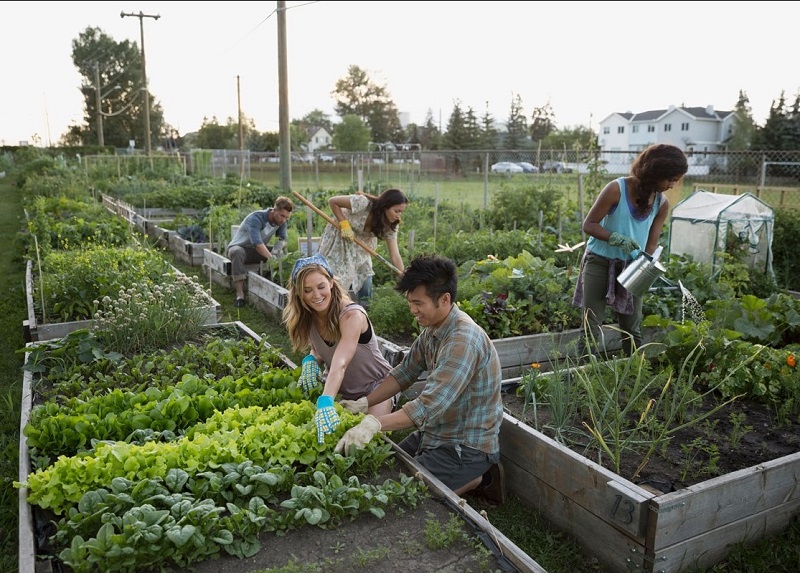 People working in an urban garden