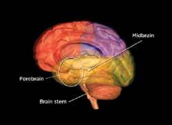 labeled Image of a brain