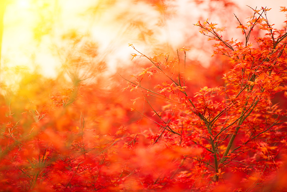 red Fall trees