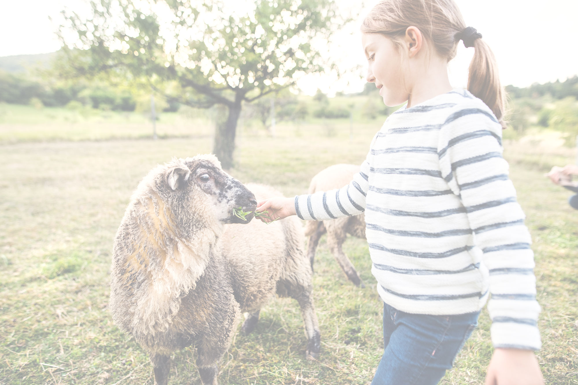 Young girl feeding sheep