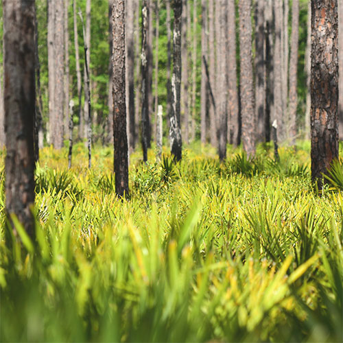 Alachua Preserve