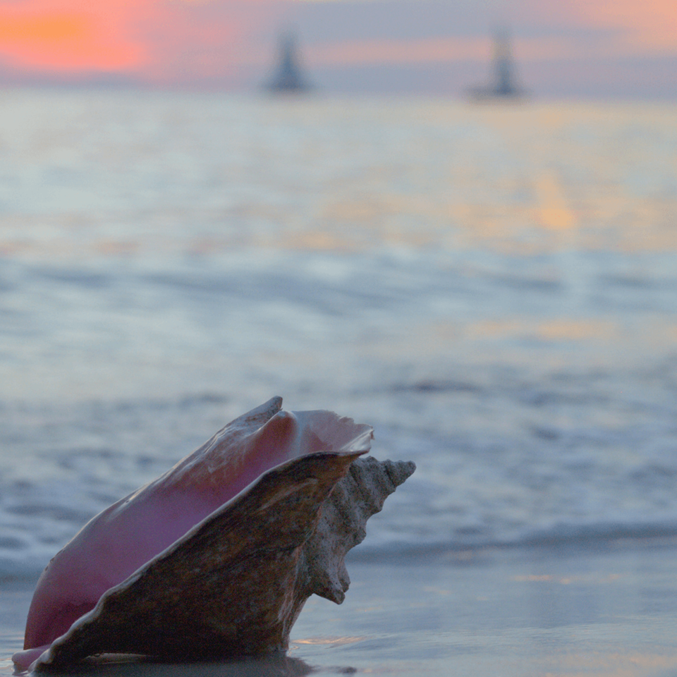 Panama City Beach Shell