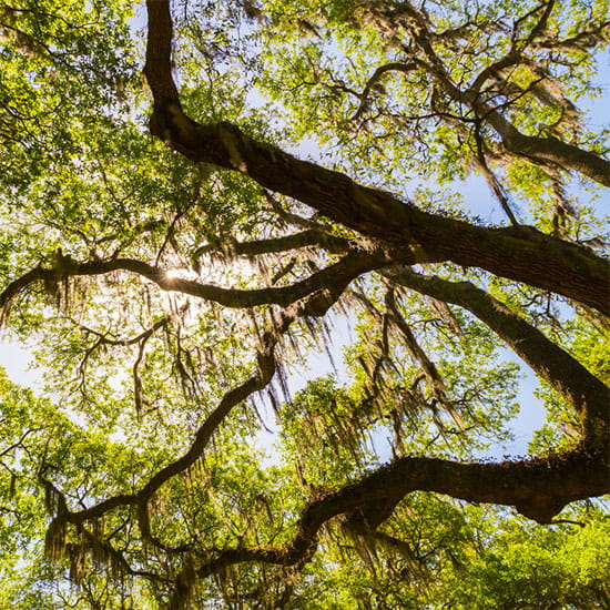 Georgia Tree