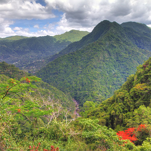 Puerto Rico Rainforest