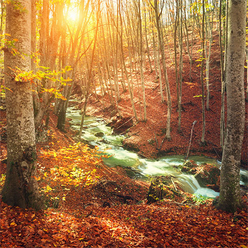 West Tennessee Stream