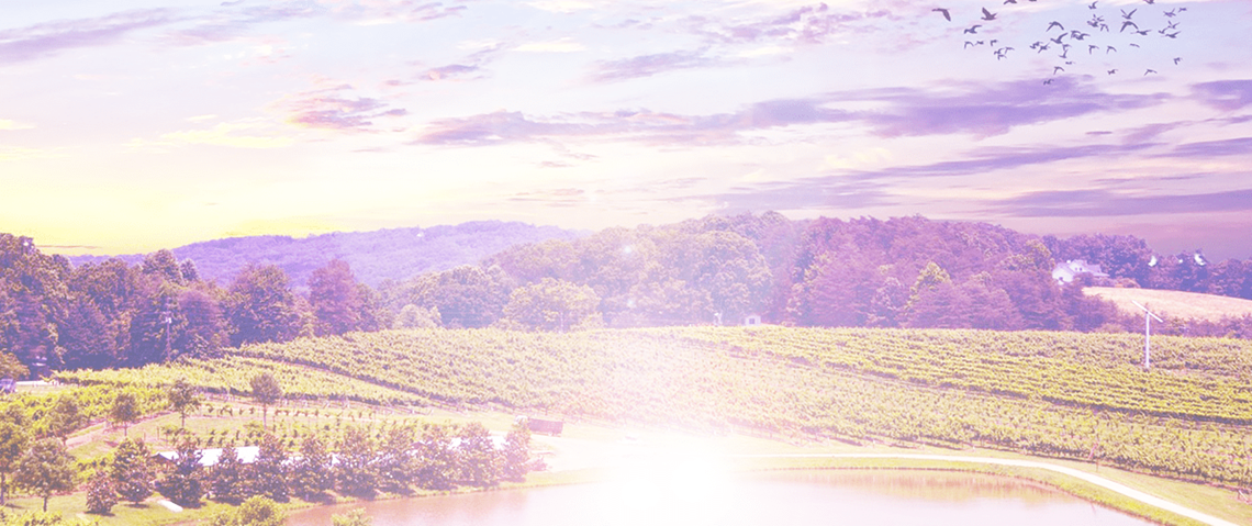 North Bay header Napa landscape