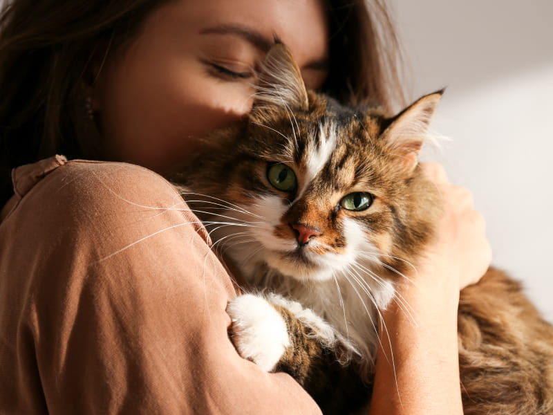 Want your cat to stay in purrrfect health? Watch out for heart disease |  American Heart Association