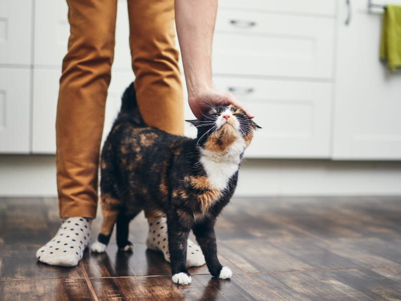 A silver lining for foster and adopted pets – and their people – during coronavirus pandemic | American Heart Association