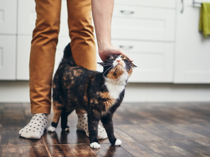 A silver lining for foster and adopted pets – and their people – during  coronavirus pandemic | American Heart Association