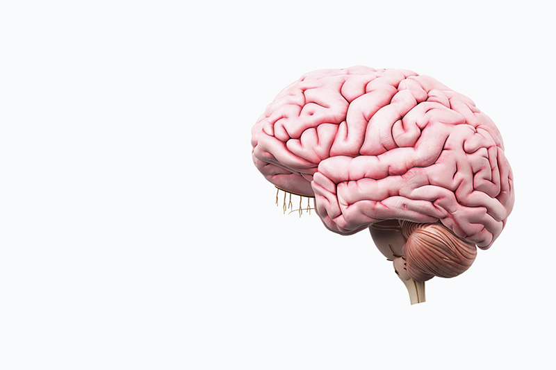 brain illustration brain illustration