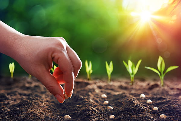 A hand is planting rows of seeds in dirt with seedlings growing in the background