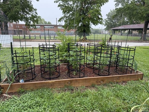 Hope in the Ville garden